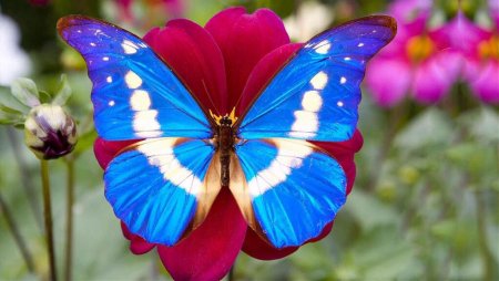 Яркие экзотические бабочки