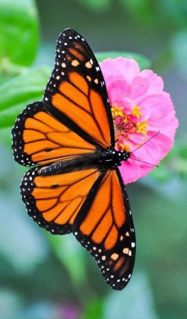 Данаида Монарх