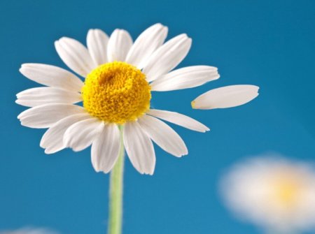 Ромашка любит не любит