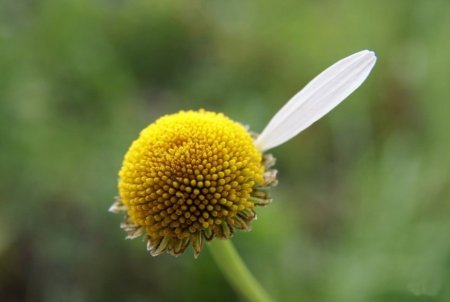 Ромашка без лепестков