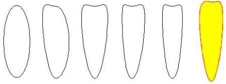 Лепесток ромашки