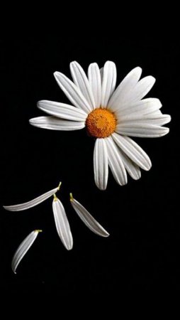 Ромашки на черном фоне