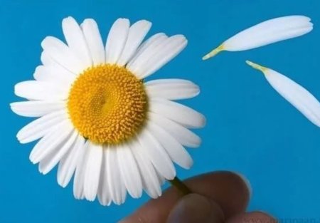 Ромашка любит не любит