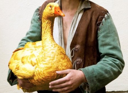 Золотой Гусь