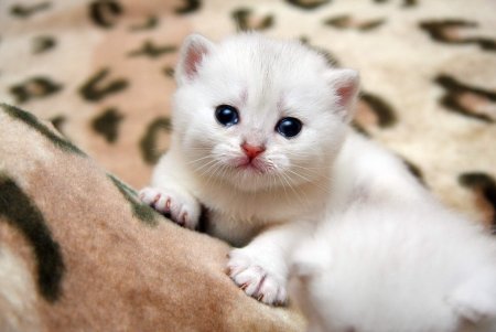 Кошки маленькие