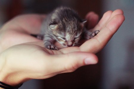 Маленькие котенки