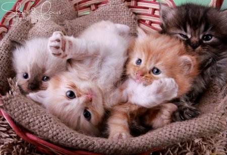 Кошки маленькие