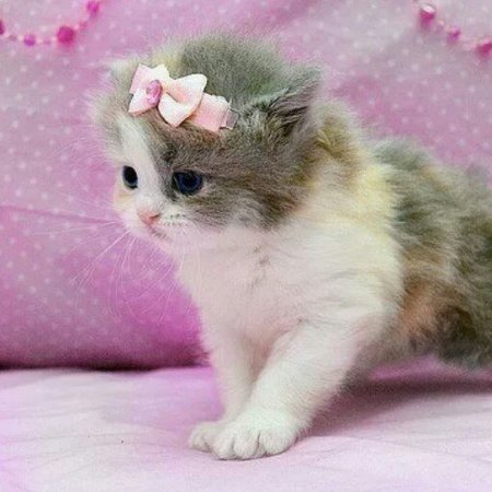 Котенок с бантиком