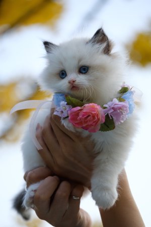 Красивые кошечки