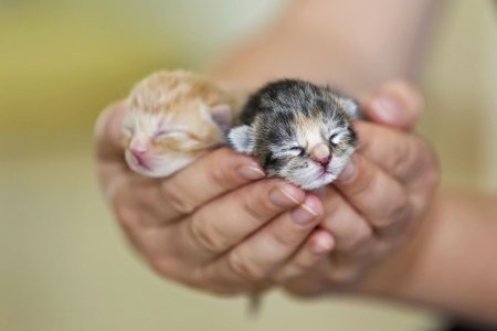 Маленькие котенки