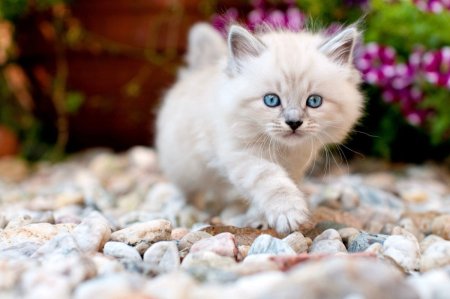 Маленькие котята пушистые