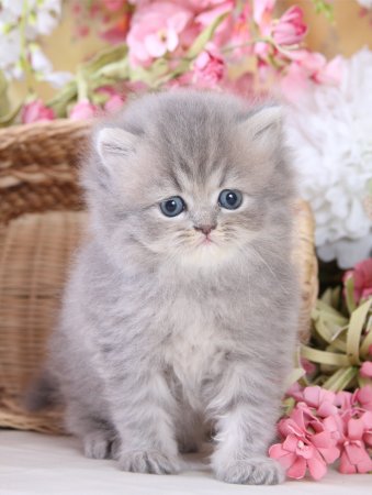 Самые красивые котята