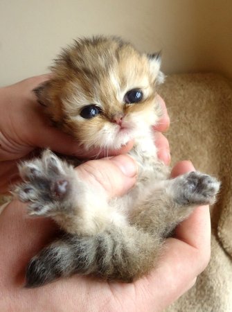 Маленькие котяры