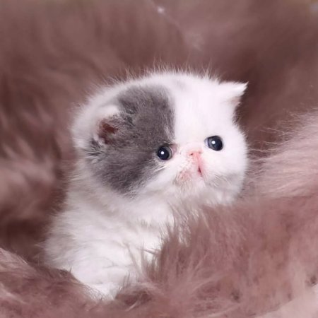 Красивые пушистые котята