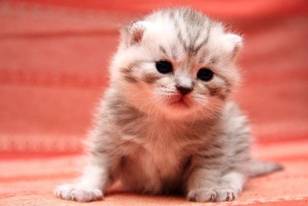 Маленький котенок