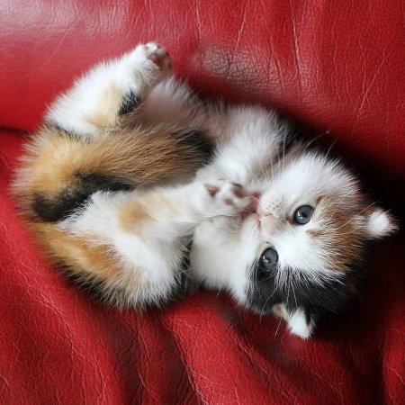 Милые котята