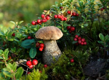 Карелия ягель ягоды грибы