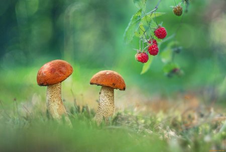 Поляна с ягодами и грибами