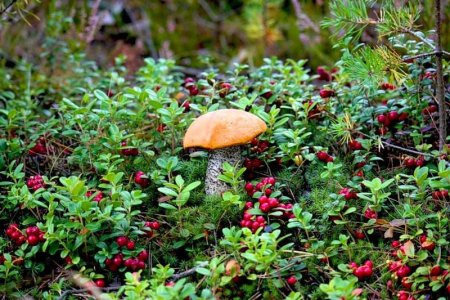 Висимский заповедник грибы
