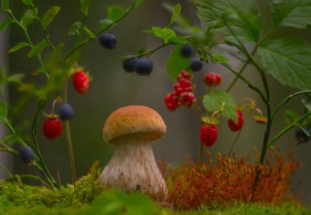 Поляна с ягодами и грибами