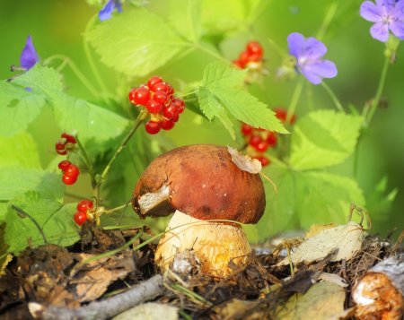 Лес грибы ягоды