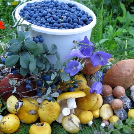 Дикоросы черника