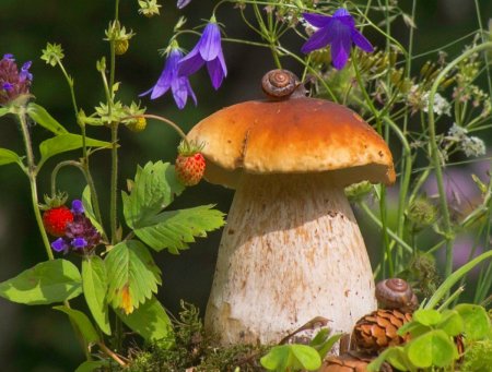 Лес грибы ягоды