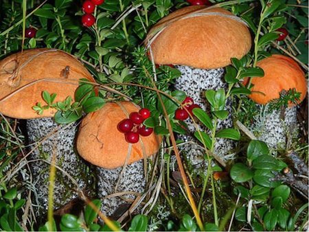 Природа грибы ягоды