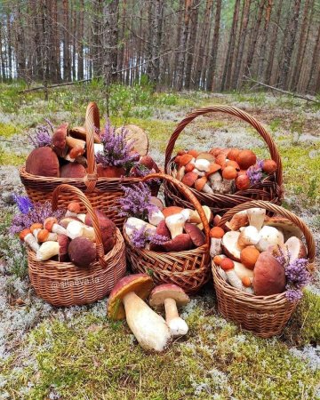 Корзина с грибами