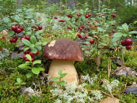 Карельский лес грибы