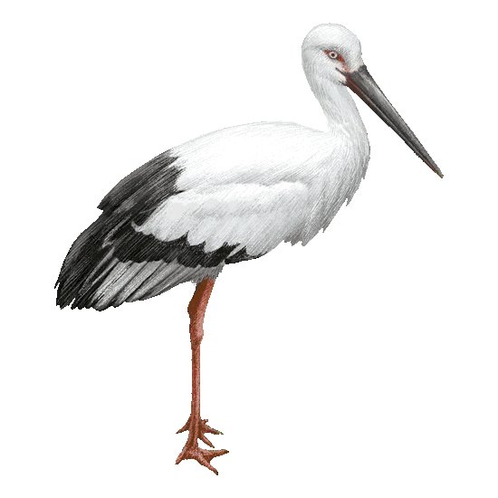Аист на белом фоне
