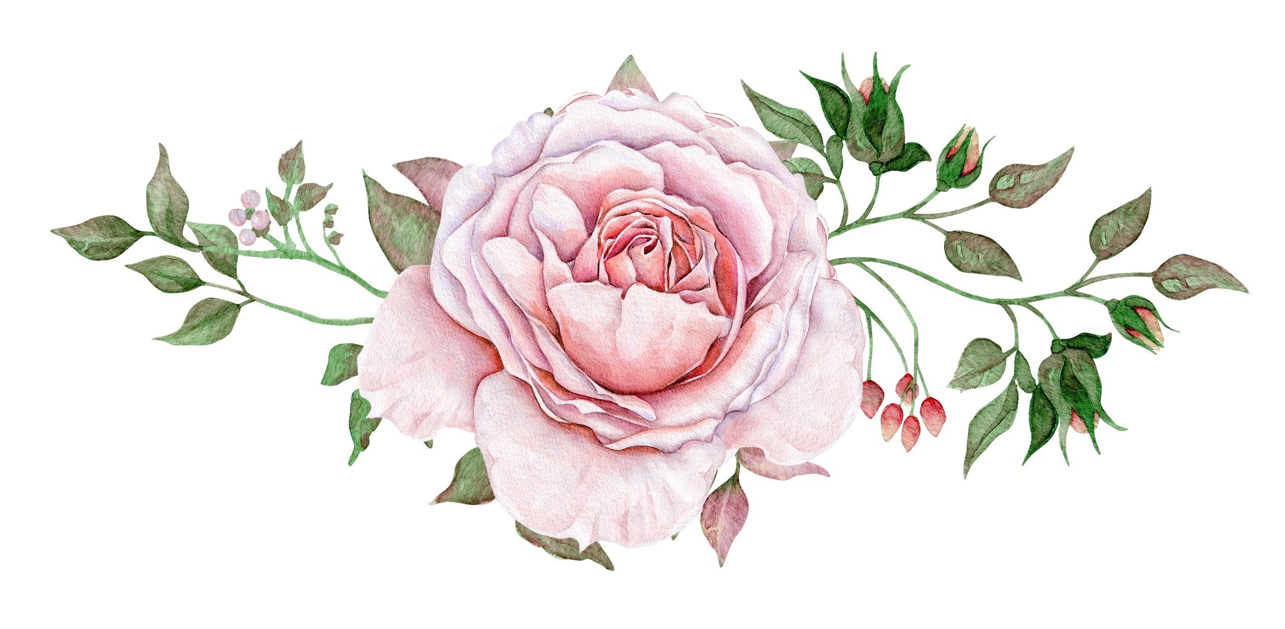 Розовый цветок нарисованный. Винтажные цветы. Винтажные цветы на прозрачном фоне. Нарисовать цветы.