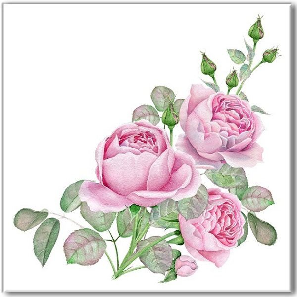 Роза акварель на белом фоне