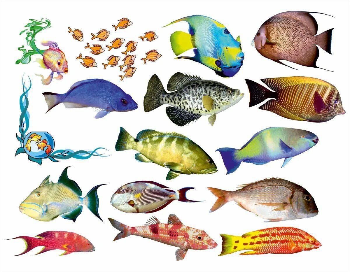 Аквариумные рыбы для детей. Разноцветные рыбы. Рыбы для дошкольников. Рыбки картинки. Аквариумные рыбки для детей.