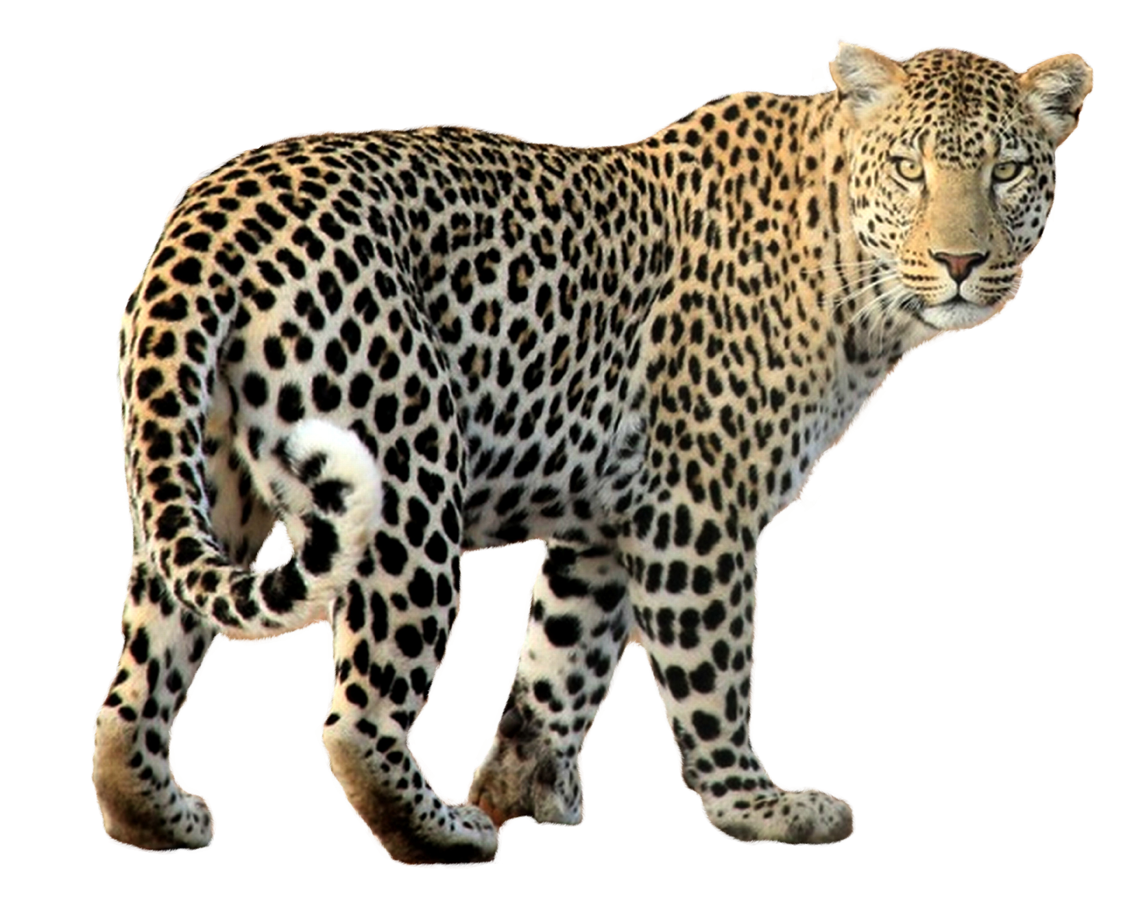 Прозрачном фоне формата png. Переднеазиатский леопард. Гепард леопард Ягуар. Переднеазиатский леопард на белом фоне. Переднеазиатский леопард вектор.