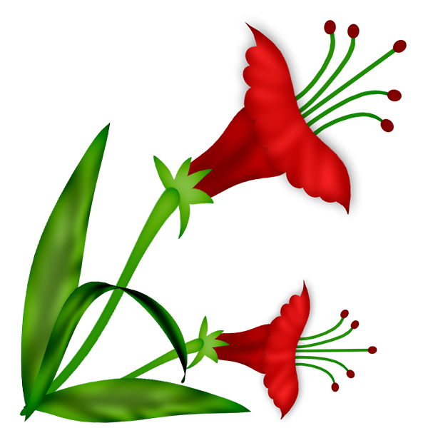 Аленький цветочек на белом фоне