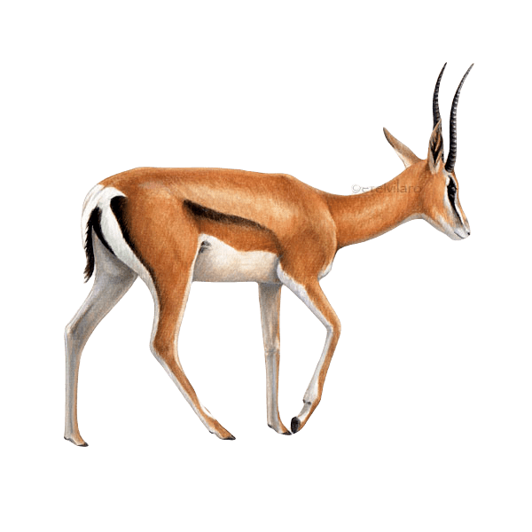 Антилопа на белом фоне