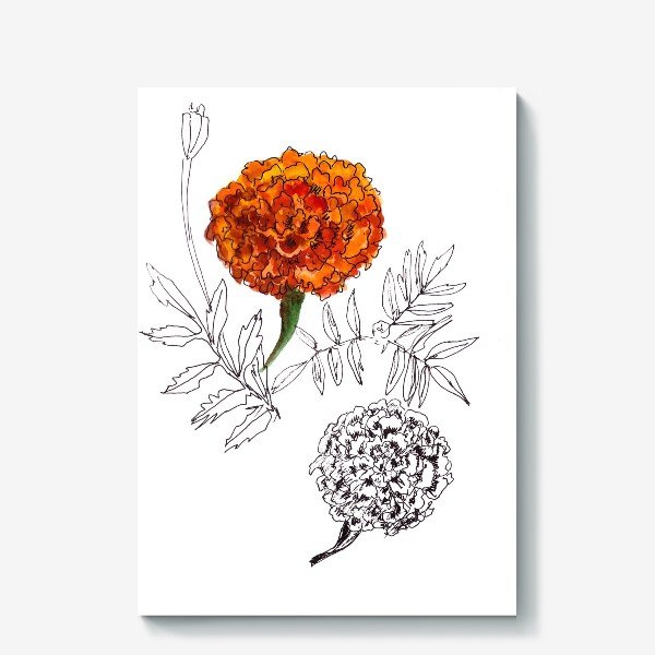 Alisena бархатцы 5105