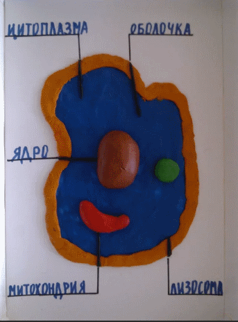 Модель растительной клетки из пластилина 5 класс