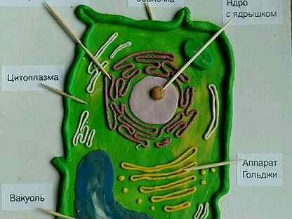 Макет строение растительной клетки 5 класс