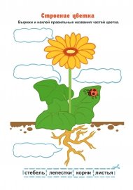 Строение цветов для дошкольников