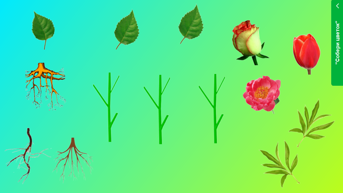 Собери цветочки. Растения для дошкольников. Модель растения для дошкольников. Части растений для дошкольников. Цветы для дошкольников.