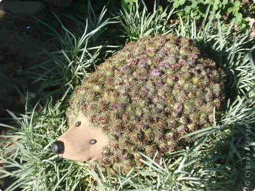 Ежик из колючек лопуха