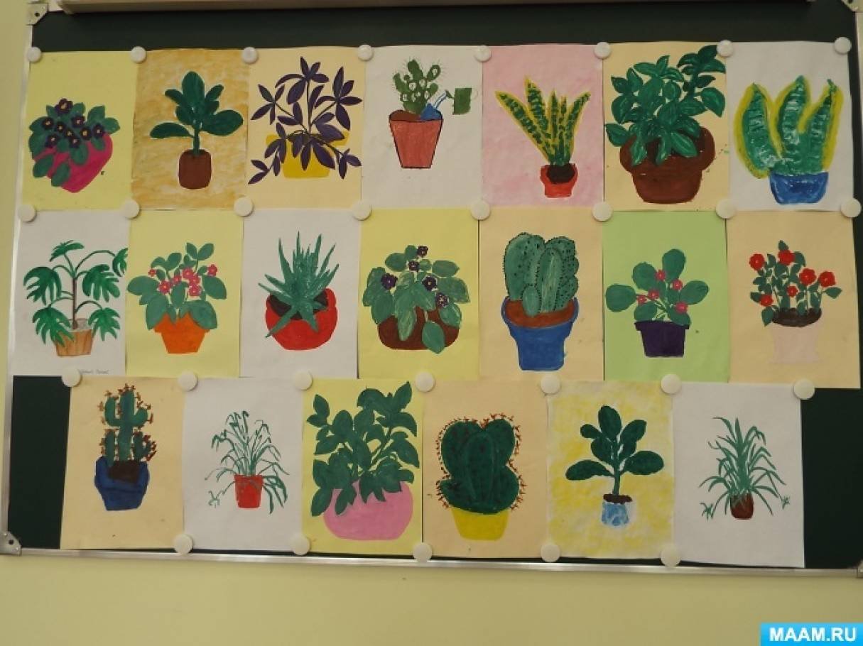 Занятие на тему цветы в средней группе. Растения старшая группа. Рисование комнатные растения подготовительная группа. Растения в подготовительной группе. Рисование комнатные растения старшая группа.