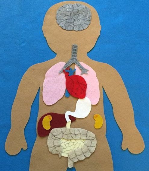Аппликация внутренние органы человека