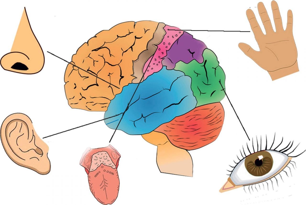 Мозг главный орган. Зрительная слуховая обонятельная осязательная вкусовая. Система органов чувств человека. Осязательная сенсорная система. Анализаторы человека.