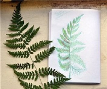 Рисование папоротника в подготовительной группе