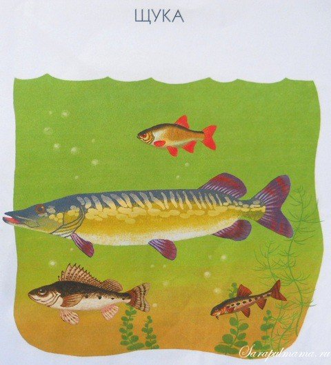 Рисование в детском саду щука