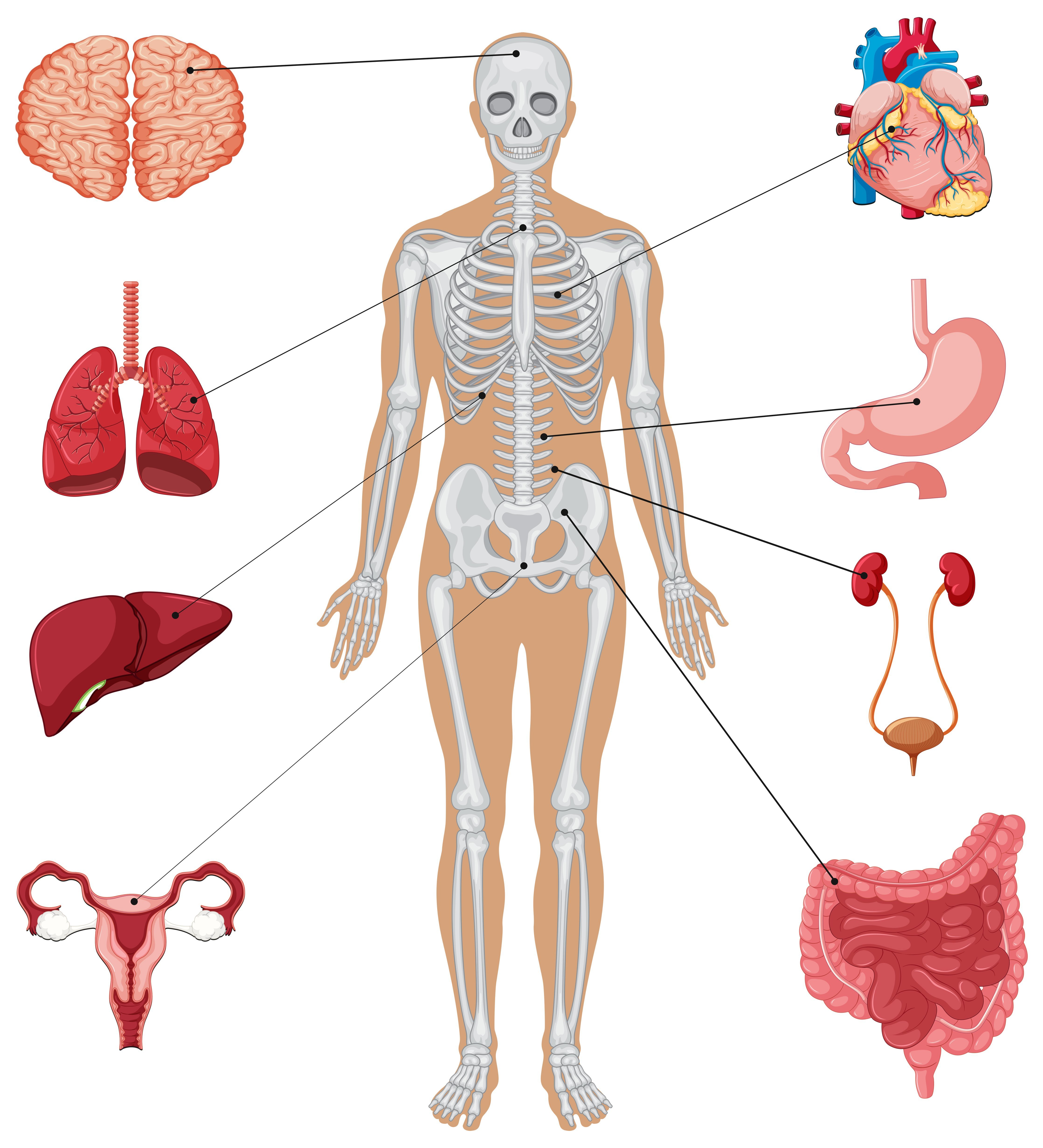 Макет человека с органами. Скелет человека с внутренними органами. Схема скелета человека с органами.