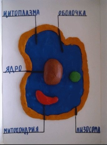 Модель растительной клетки из пластилина 5 класс биология